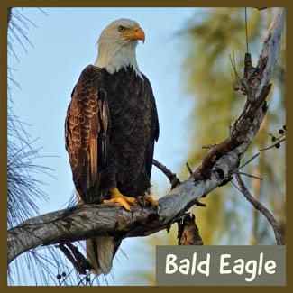 Bald Eagle